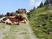 Hinterglemm - Hackelbergeralm - Huberalm