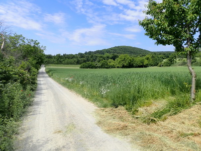 FKT Durchquerung Leithagebirge